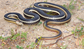 自然生物蛇类摄影