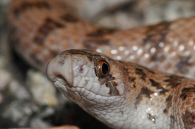 自然生物蛇类摄影