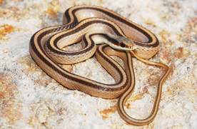 自然生物蛇类摄影