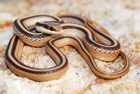 自然生物蛇类摄影