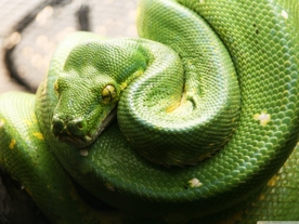 自然生物蛇类摄影