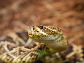 自然生物蛇类摄影