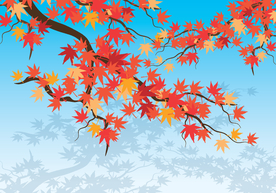 红枫叶矢量图