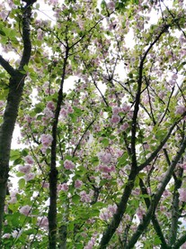 樱花