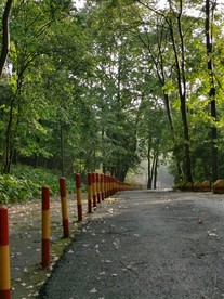 林中路