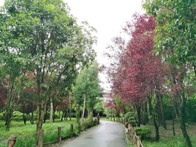 公园小路