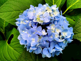 绣球花