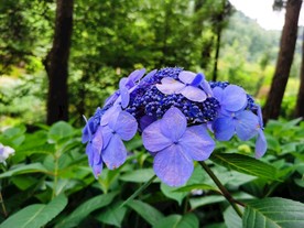 绣球花