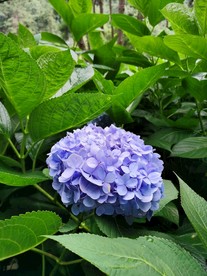 绣球花