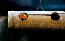 动物 宠物 狗 猫 生物世界