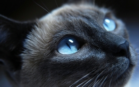 动物 宠物 狗 猫 生物世界