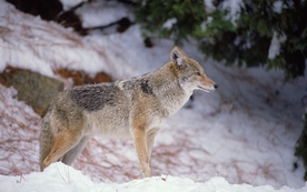 动物 宠物 狗 猫 生物世界