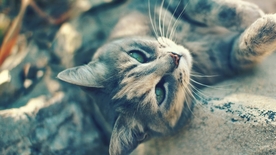 动物 宠物 狗 猫 生物世界