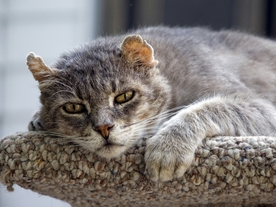 动物 宠物 狗 猫 生物世界