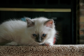 动物 宠物 狗 猫 生物世界