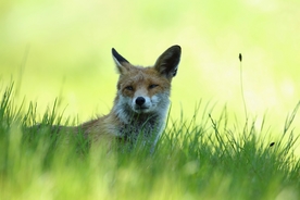 动物 宠物 狗 猫 生物世界