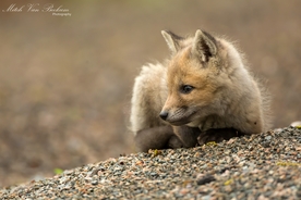 动物 宠物 狗 猫 生物世界