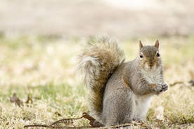 动物 宠物 狗 猫 生物世界