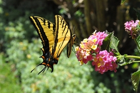 动物 宠物 狗 猫 生物世界