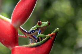 动物 宠物 狗 猫 生物世界