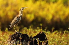 动物 宠物 狗 猫 生物世界