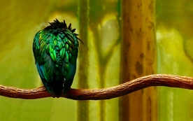 动物 宠物 狗 猫 生物世界