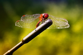 动物 宠物 狗 猫 生物世界