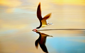 动物 宠物 狗 猫 生物世界