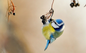 动物 宠物 狗 猫 生物世界