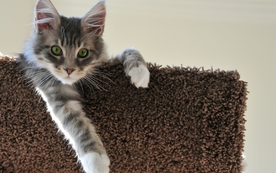 动物 宠物 狗 猫 生物世界