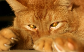 动物 宠物 狗 猫 生物世界