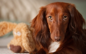 动物 宠物 狗 猫 生物世界