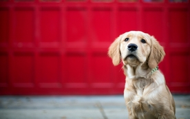 动物 宠物 狗 猫 生物世界