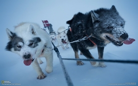动物 宠物 狗 猫 生物世界