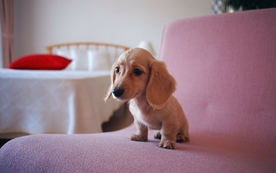 动物 宠物 狗 猫 生物世界