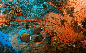 动物 宠物 狗 猫 生物世界