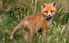 动物 宠物 狗 猫 生物世界