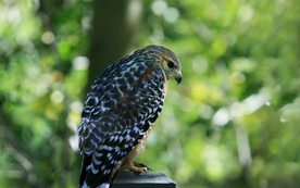 动物 宠物 狗 猫 生物世界