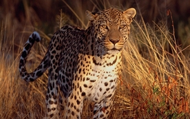 动物 宠物 狗 猫 生物世界