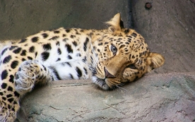 动物 宠物 狗 猫 生物世界