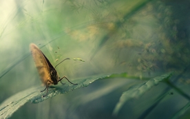 动物 宠物 狗 猫 生物世界