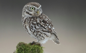 动物 宠物 狗 猫 生物世界