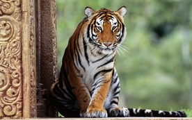 动物 宠物 狗 猫 生物世界