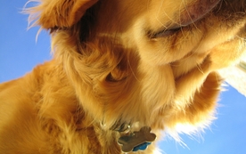 动物 宠物 狗 猫 生物世界