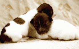 动物 宠物 狗 猫 生物世界