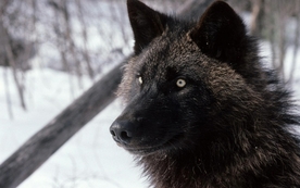 动物 宠物 狗 猫 生物世界
