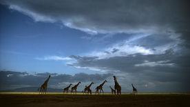 动物 宠物 狗 猫 生物世界