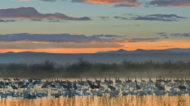 动物 宠物 狗 猫 生物世界