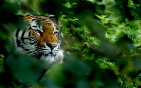 动物 宠物 狗 猫 生物世界
