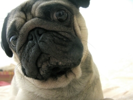 动物 宠物 狗 猫 生物世界